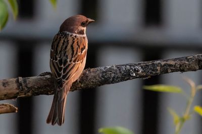 Close-up of bird perching on branch