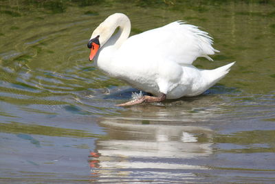 Swan swimming in lake