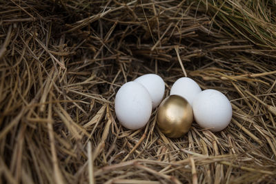 High angle view of eggs in nest