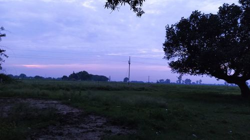 Trees on field against sky