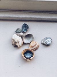 High angle view of shells on table