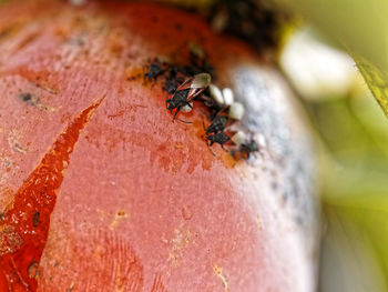 Close-up of insect on leaf