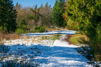 Scenic view of river flowing in forest