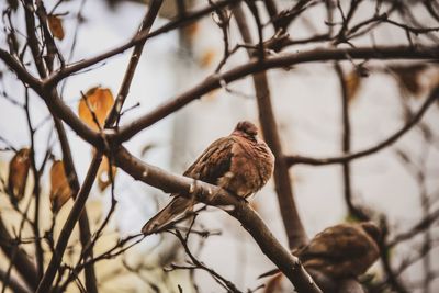 Low angle view of bird perching on branch