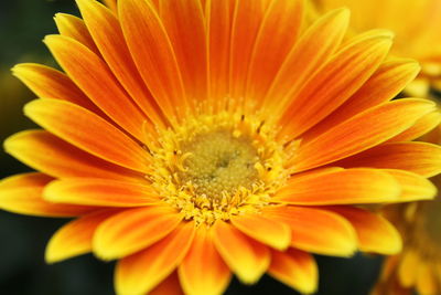 Close-up of orange gerbera daisy