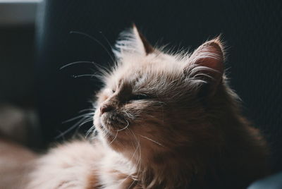 Close-up of cat sitting at home
