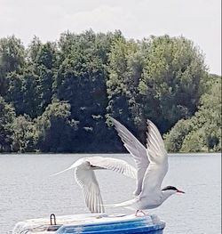 Seagulls flying over lake against trees