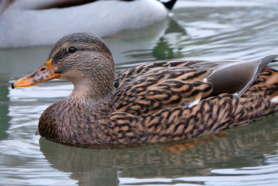 Close-up of mallard duck swimming in lake