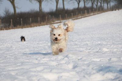 Dog running on snow covered landscape