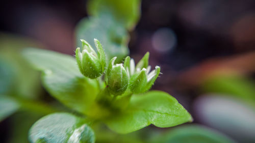 Close-up of flowers