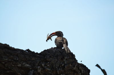 Low angle view of bird perching against clear sky