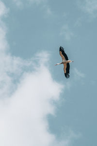 Low angle view of bird flying against sky