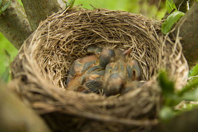 High angle view of birds in nest