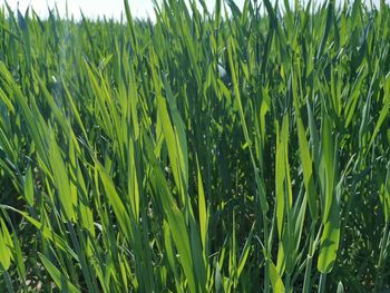 Close-up of crops growing on field