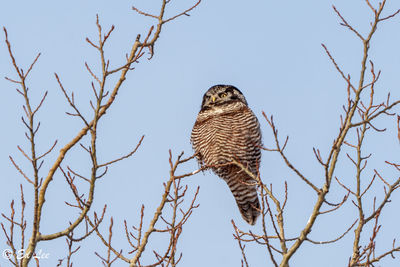 Low angle view of bird perching on tree