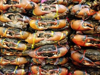 Full frame shot of crabs