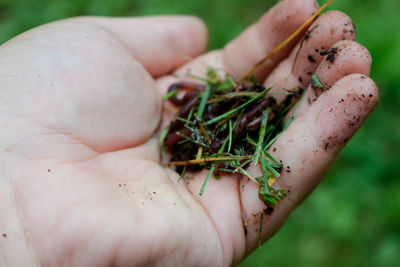 Close-up of hand holding small leaf