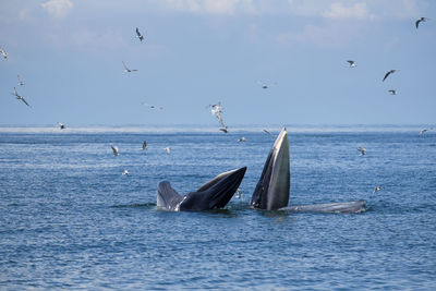 Whales swimming in sea against sky