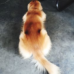 High angle view of cat sitting on floor