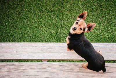 Dog on grass