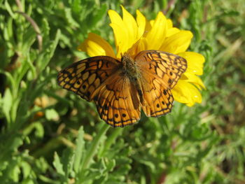 Close-up of butterfly pollinating on yellow flower