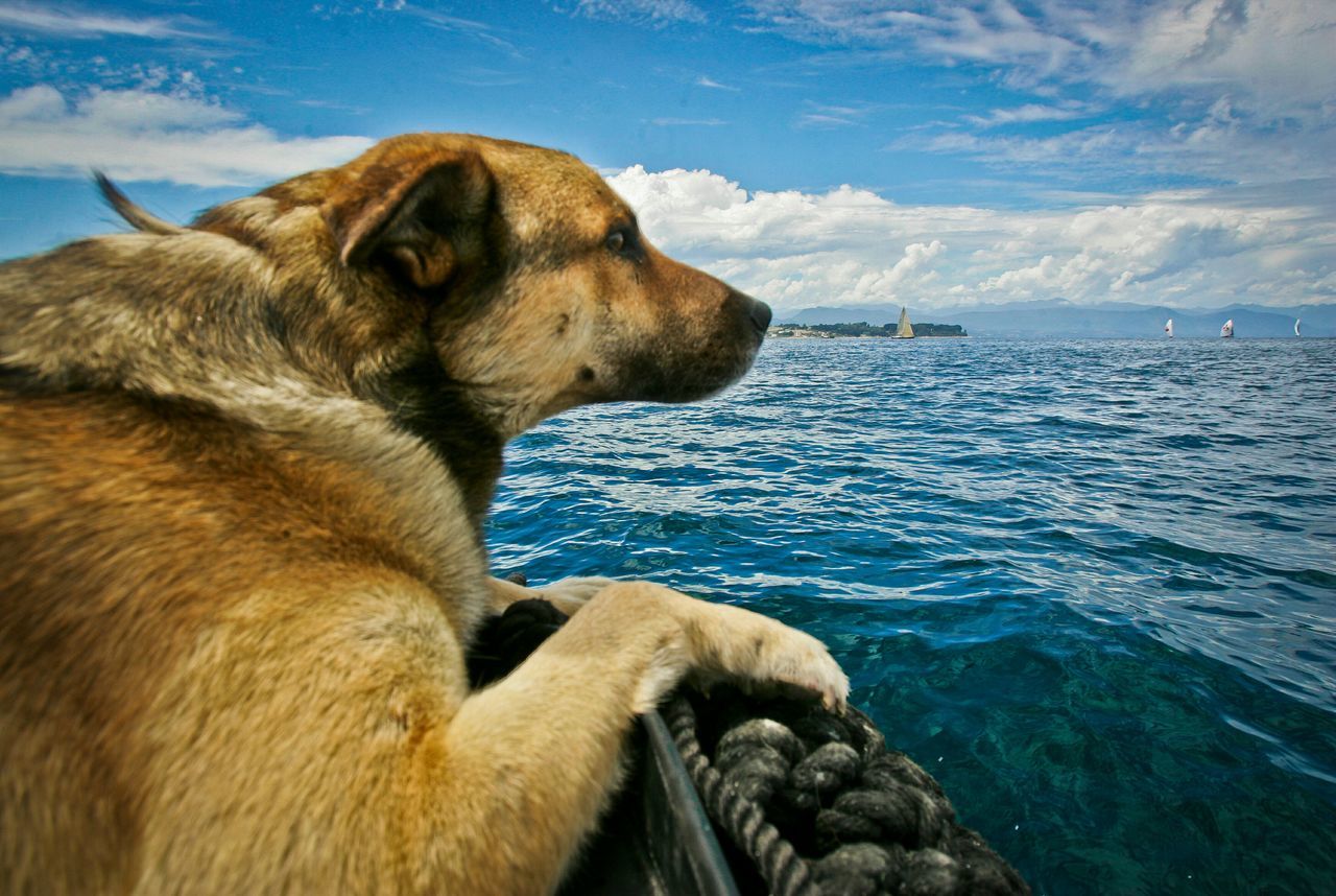 animal themes, one animal, dog, mammal, domestic animals, water, sea, pets, sky, nature, cloud, brown, relaxation, cloud - sky, day, blue, outdoors, resting, tranquil scene, tranquility