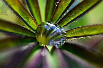 Close-up of succulent plant