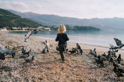 Seagulls on beach