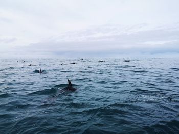 View of fishes swimming in sea
