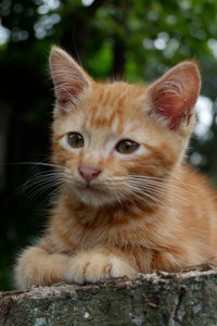 Portrait of cat on kitten outdoors