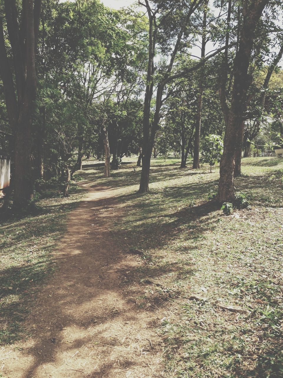 tree, tranquility, tree trunk, growth, tranquil scene, nature, sunlight, forest, beauty in nature, shadow, scenics, branch, landscape, the way forward, day, footpath, non-urban scene, outdoors, dirt road, no people