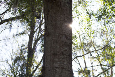 Low angle view of trees against sky