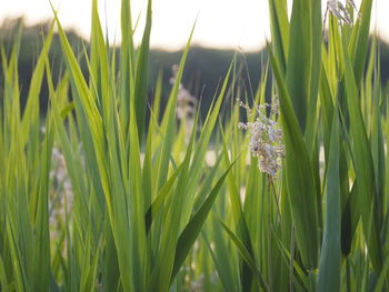 Close-up of grass
