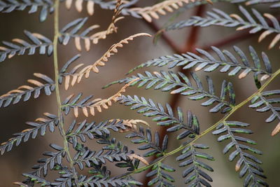 Full frame shot of succulent plant