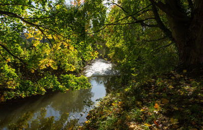 Scenic view of lake amidst trees in forest