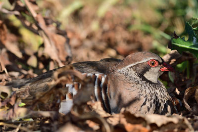 Portrait of a french partridge sitting on the ground 