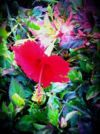 Close-up of red flowers