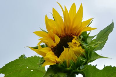 Close-up of yellow sunflower against sky