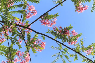 Low angle view of cherry blossom against blue sky