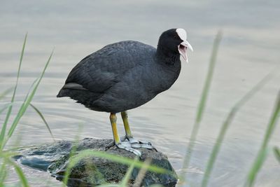 Close-up of swamphen calling on rock in lake