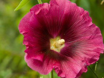 Close-up of pink flower
