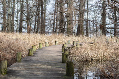 Footpath amidst trees in forest