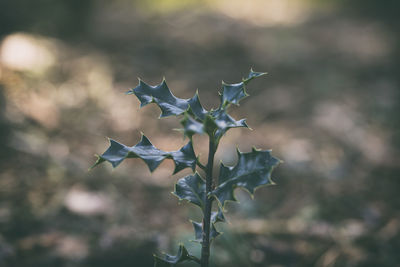 Close-up of flowering plant against blurred background