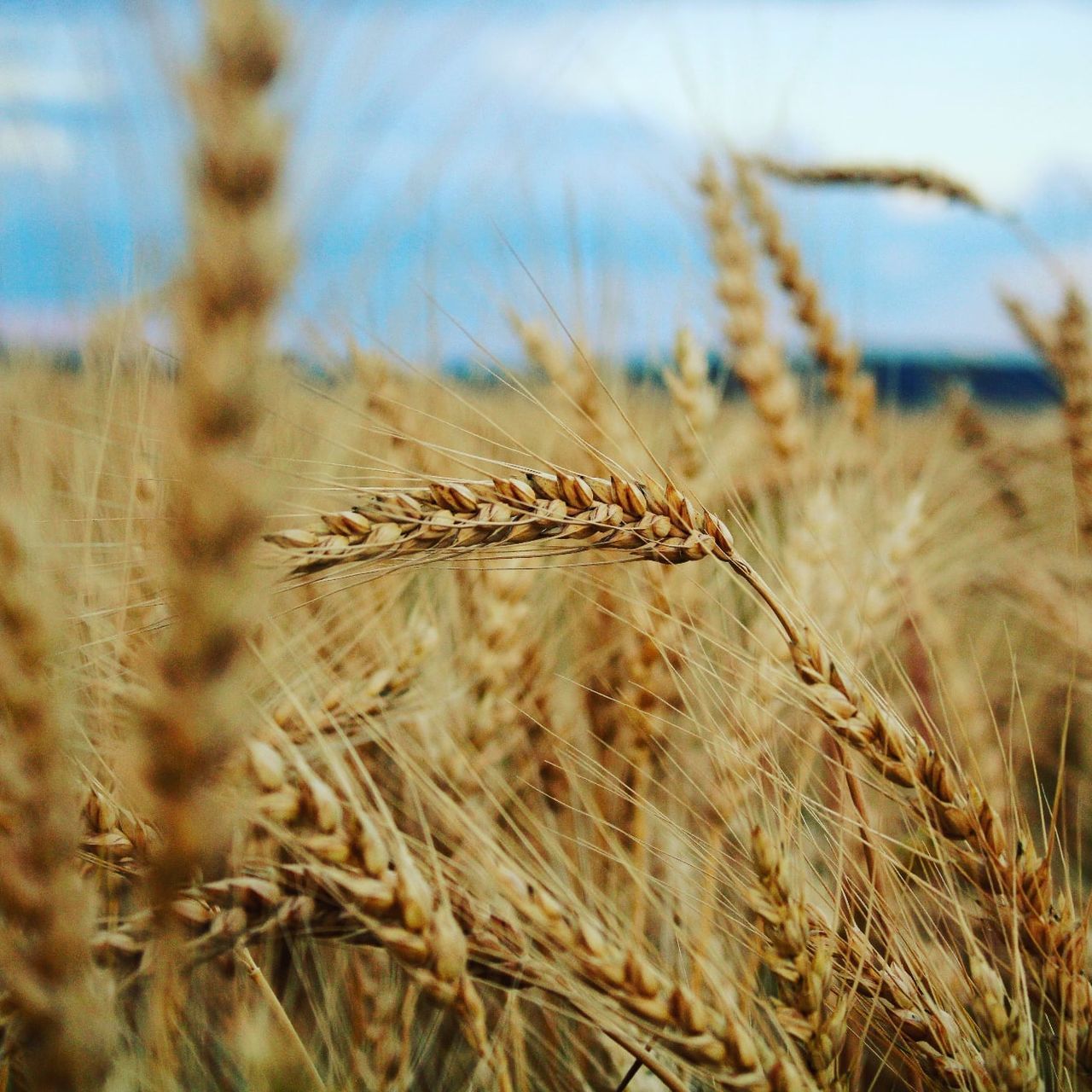 CLOSE-UP OF WHEAT GROWING ON FIELD