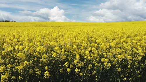 Scenic view of oilseed rape field against sky