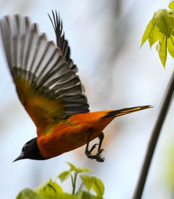 Close-up of a bird flying