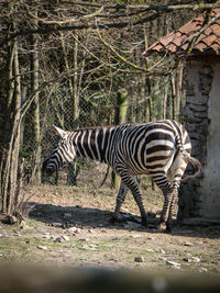 Zebra standing on a tree