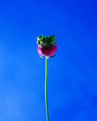 Close-up of rose against blue sky