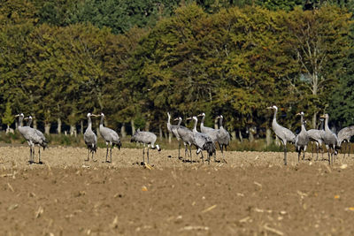 Flock of birds in a field