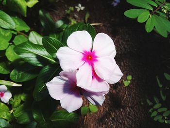 Close-up of pink flowers